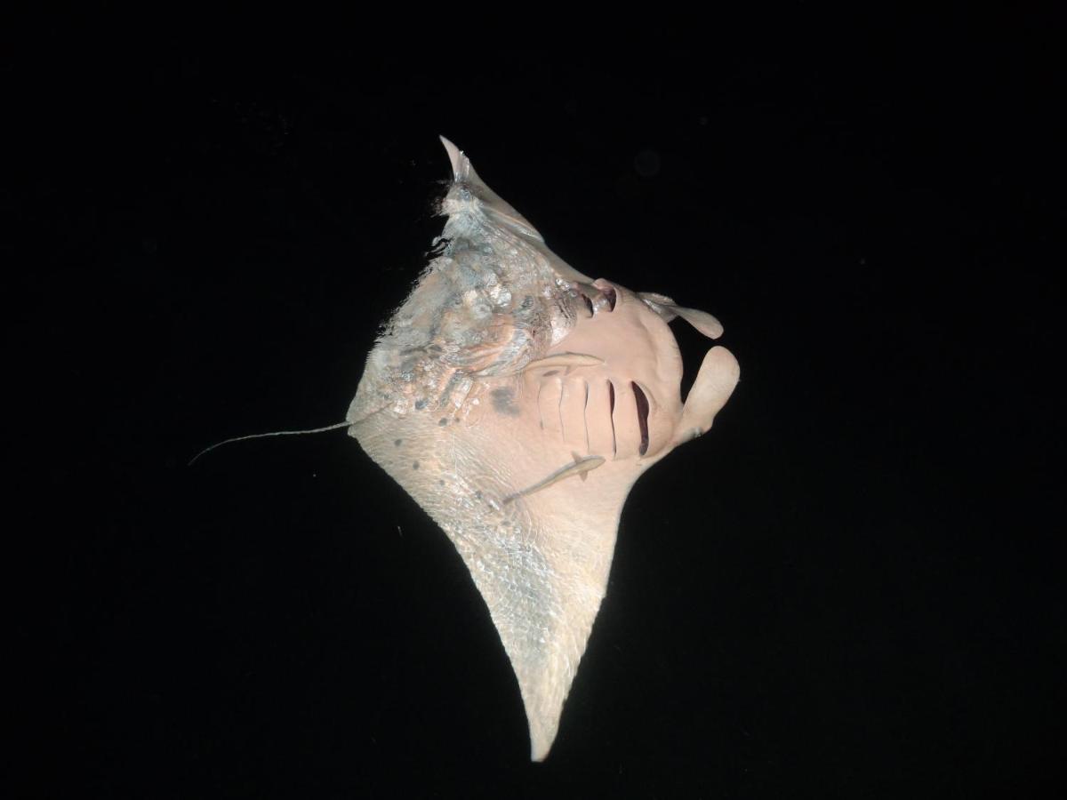 Leaf Fish Guesthouse Maldives Keyodhoo  Eksteriør bilde